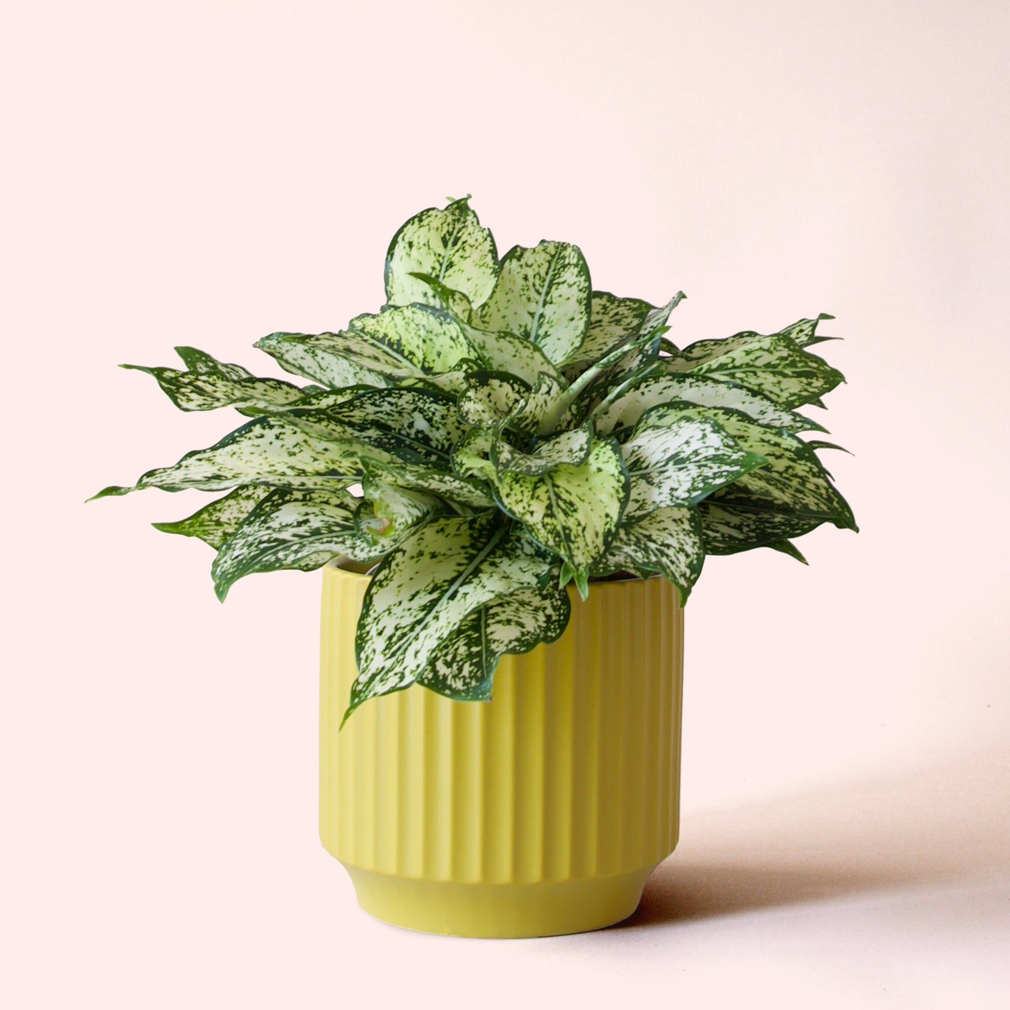 Aglaonema | First Diamond