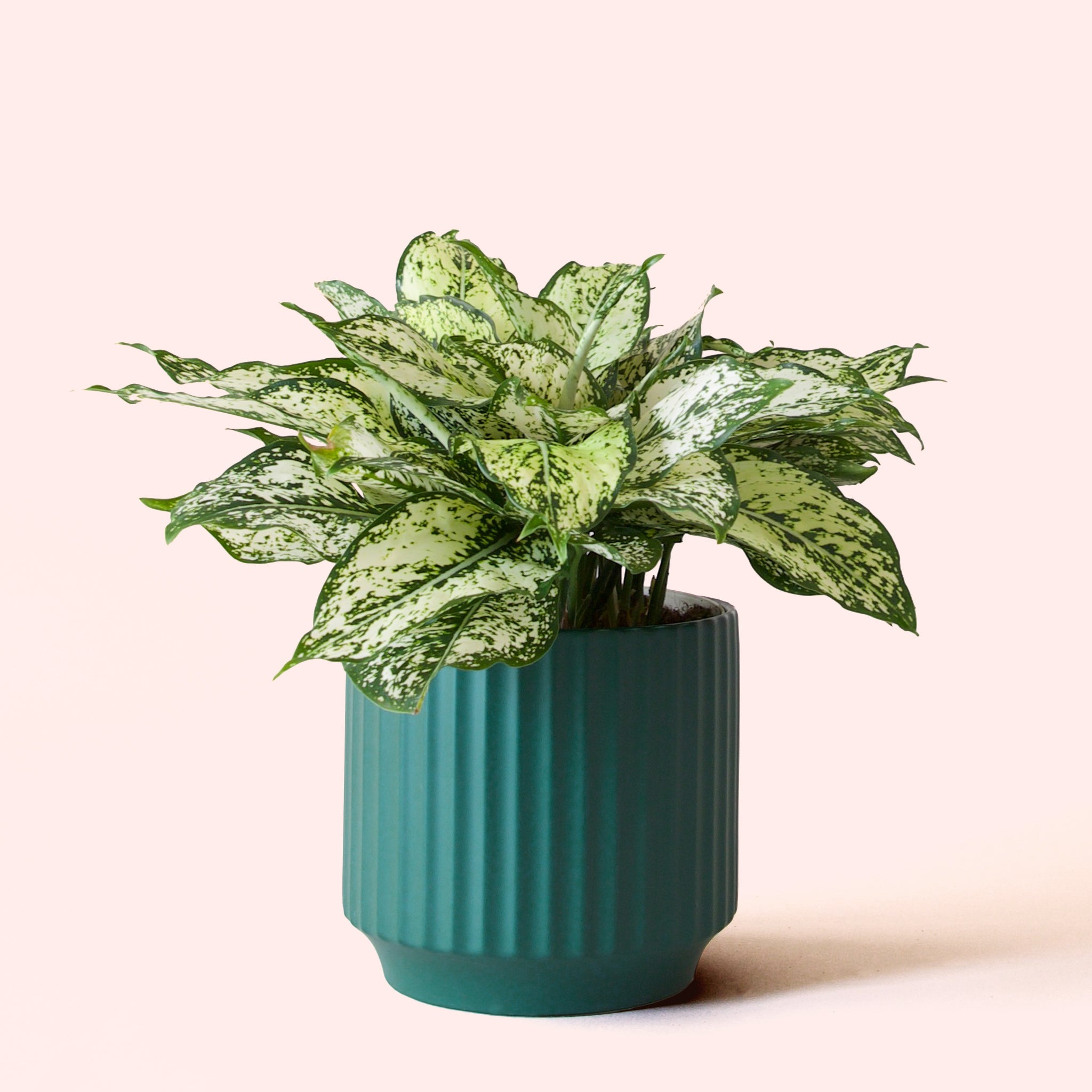 Aglaonema | First Diamond