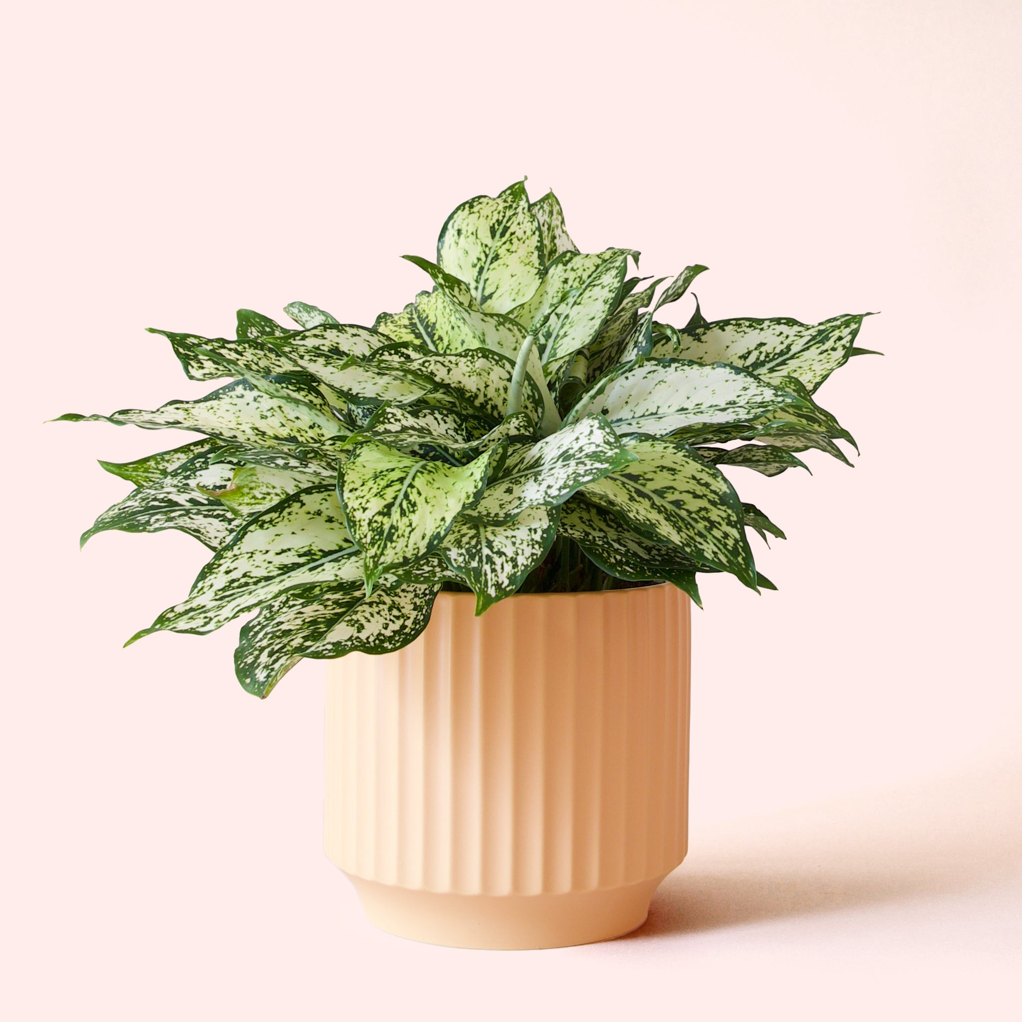 Aglaonema | First Diamond