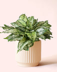 Aglaonema | First Diamond