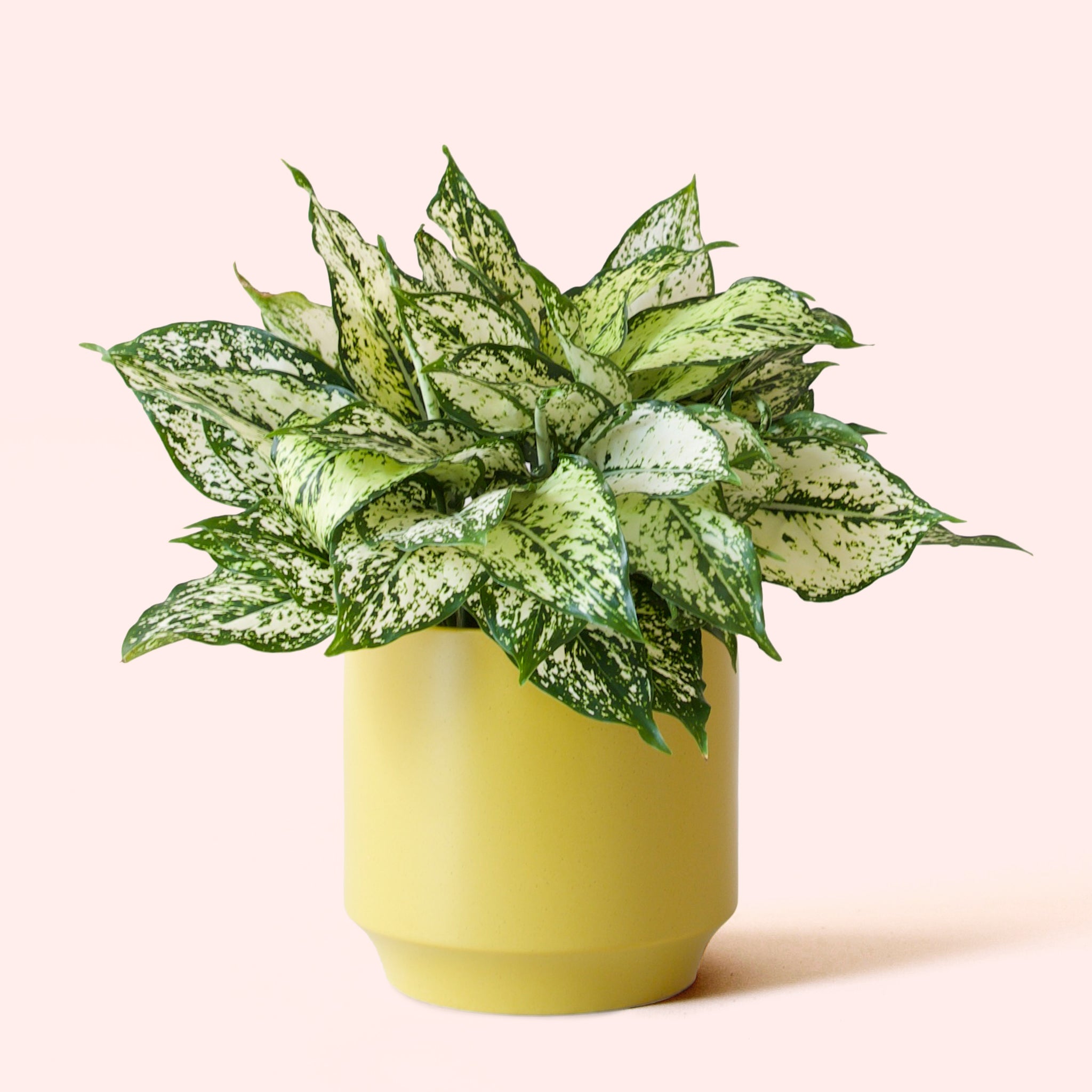 Aglaonema | First Diamond