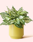 Aglaonema | First Diamond