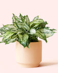 Aglaonema | First Diamond