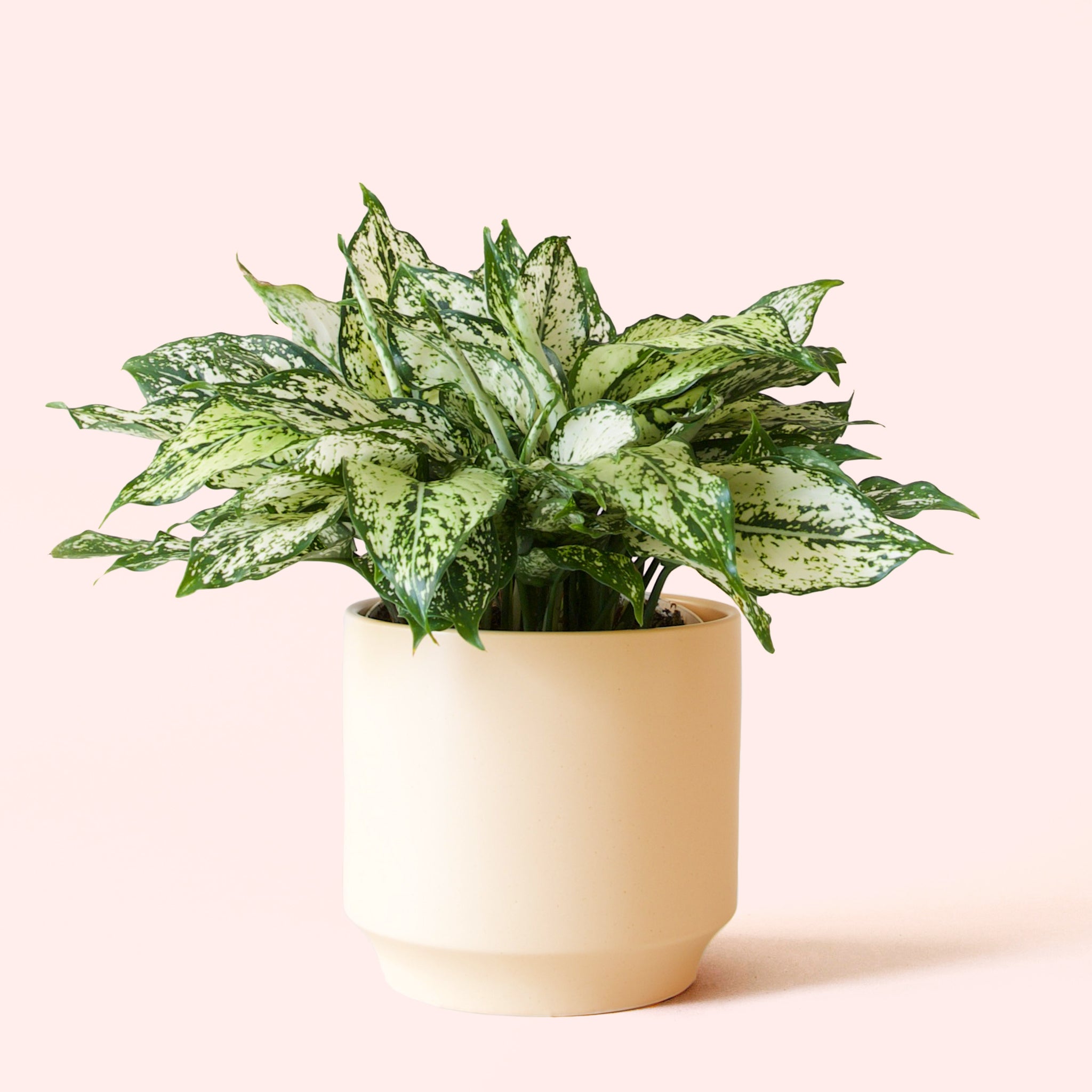 Aglaonema | First Diamond