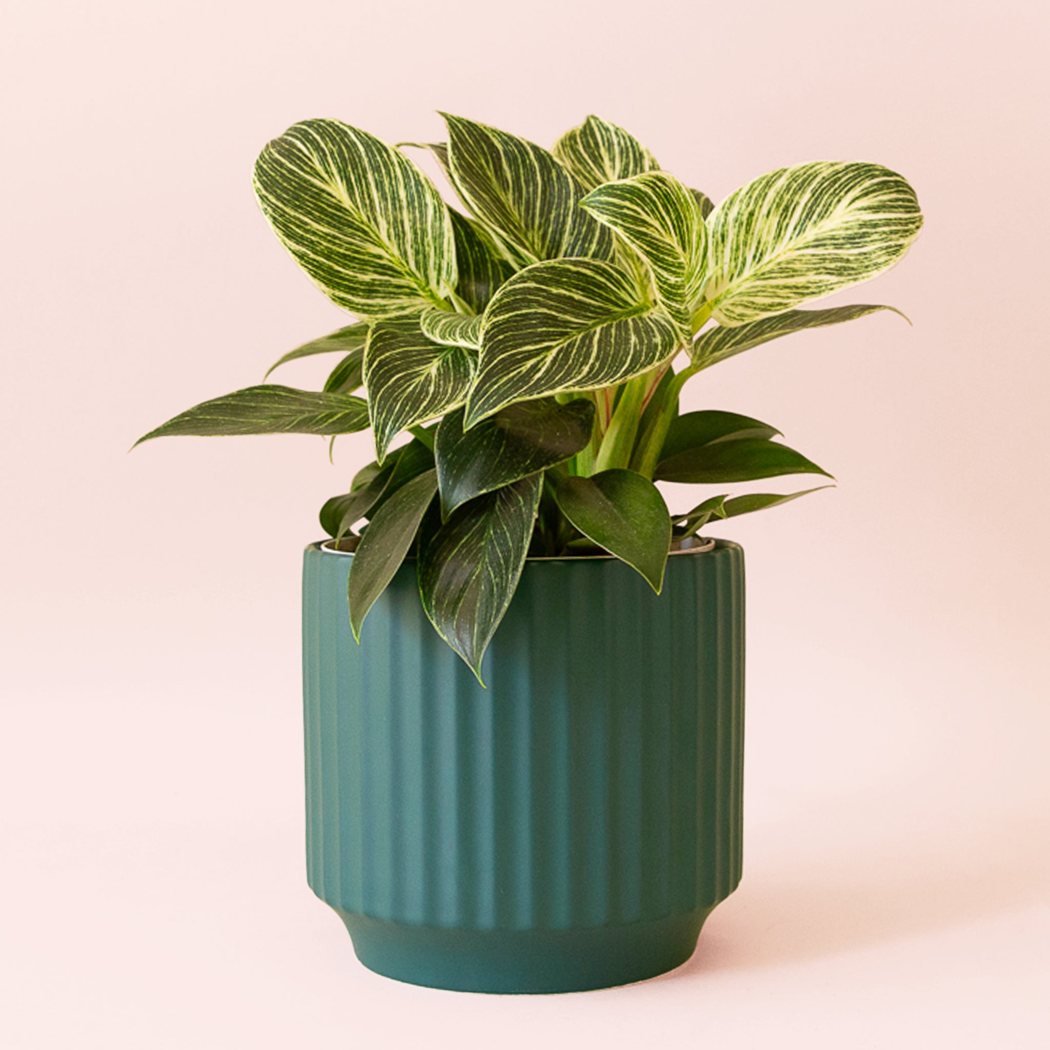 Philodendron | Birkin