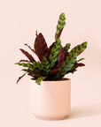 Calathea Lancifolia | Rattlesnake Plant