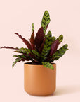 Calathea Lancifolia | Rattlesnake Plant