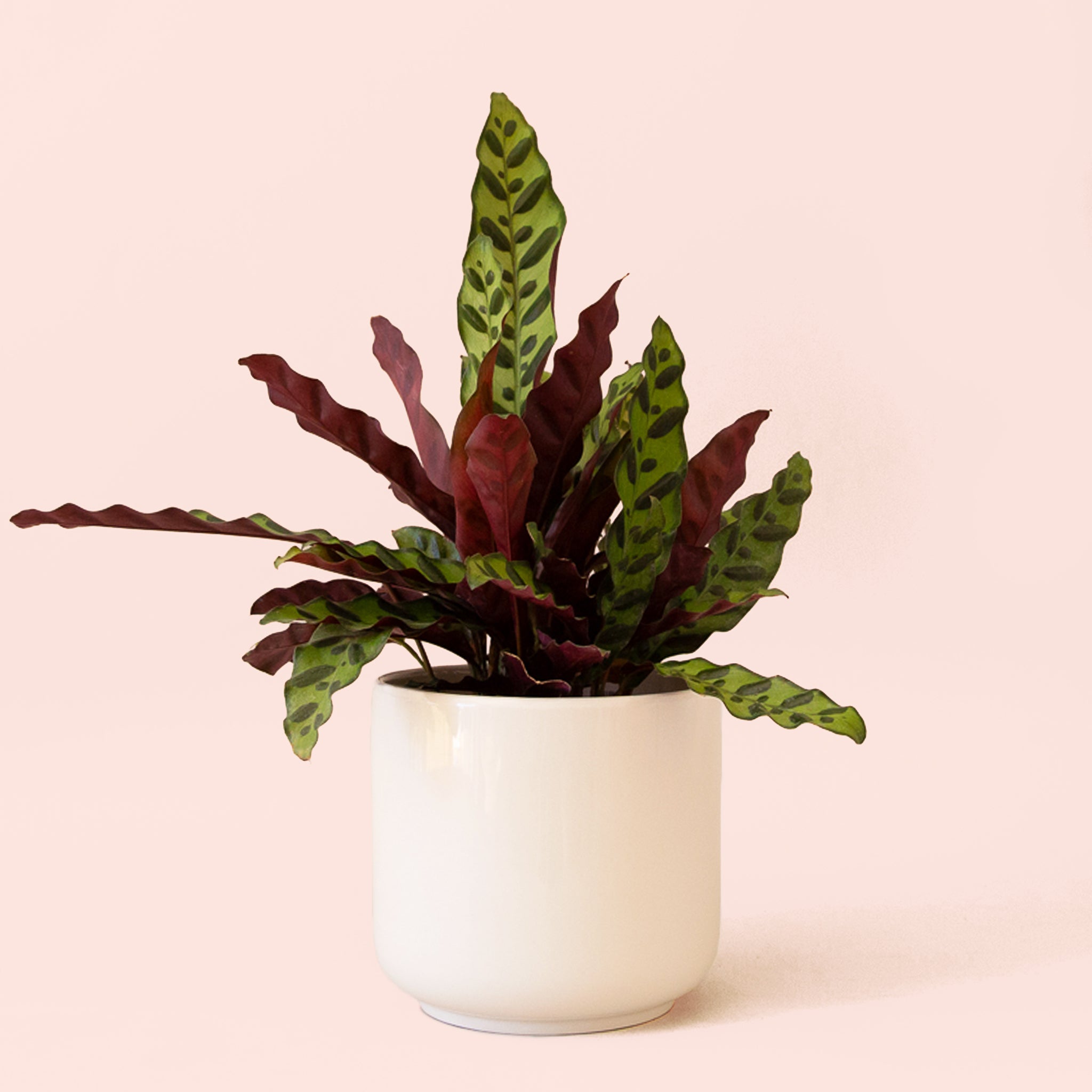 Calathea Lancifolia | Rattlesnake Plant