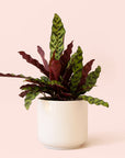 Calathea Lancifolia | Rattlesnake Plant