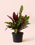 Calathea Lancifolia | Rattlesnake Plant