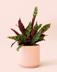 Calathea Lancifolia | Rattlesnake Plant