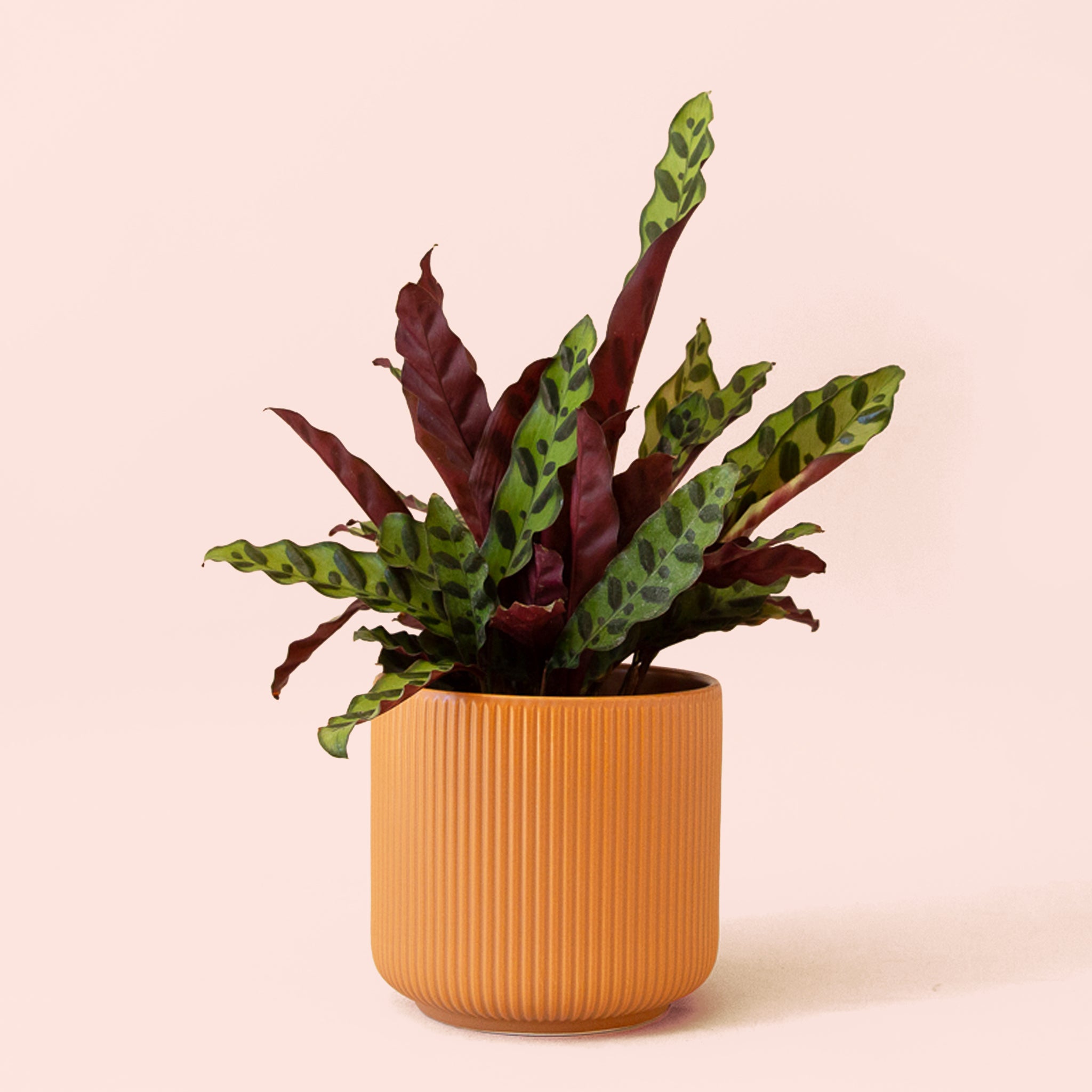 Calathea Lancifolia | Rattlesnake Plant