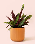 Calathea Lancifolia | Rattlesnake Plant