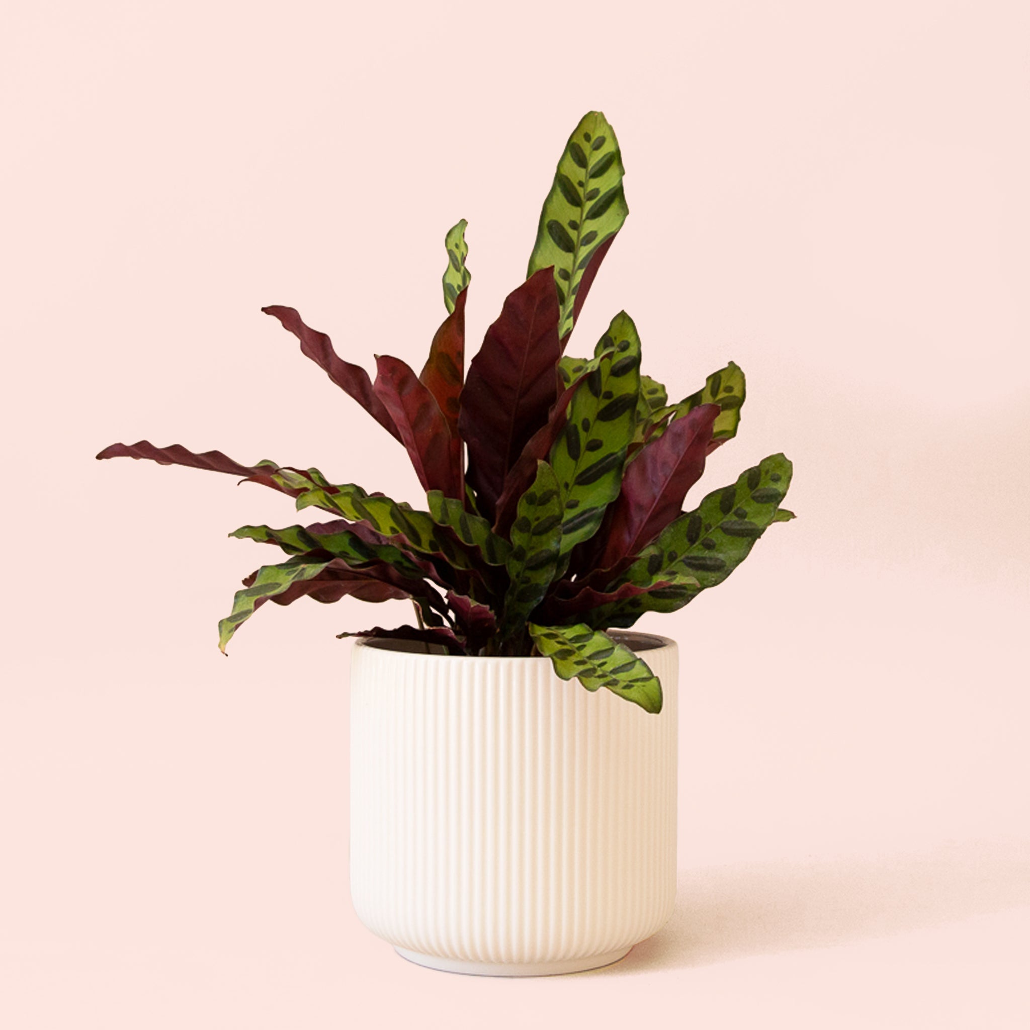 Calathea Lancifolia | Rattlesnake Plant