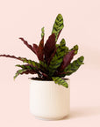 Calathea Lancifolia | Rattlesnake Plant