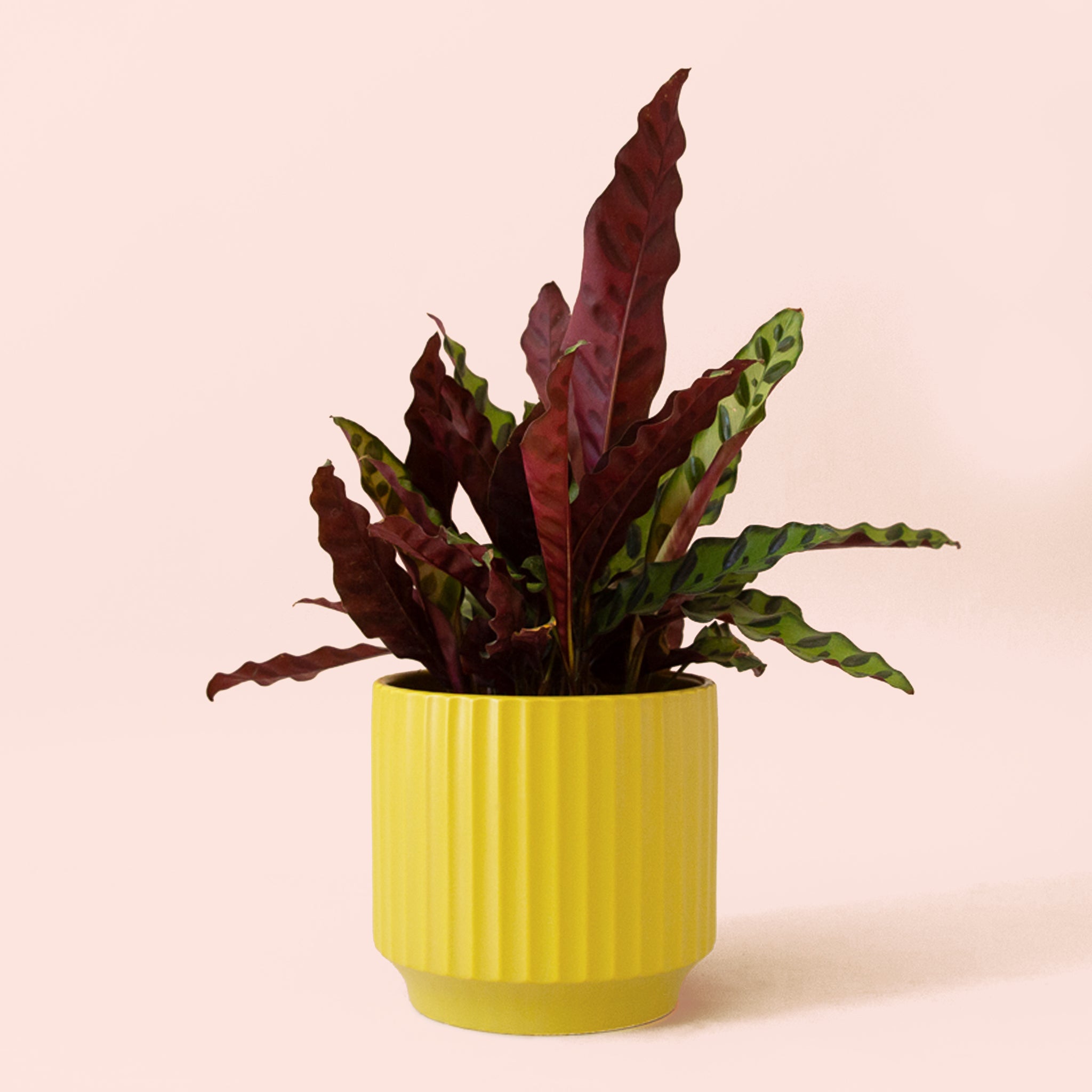 Calathea Lancifolia | Rattlesnake Plant