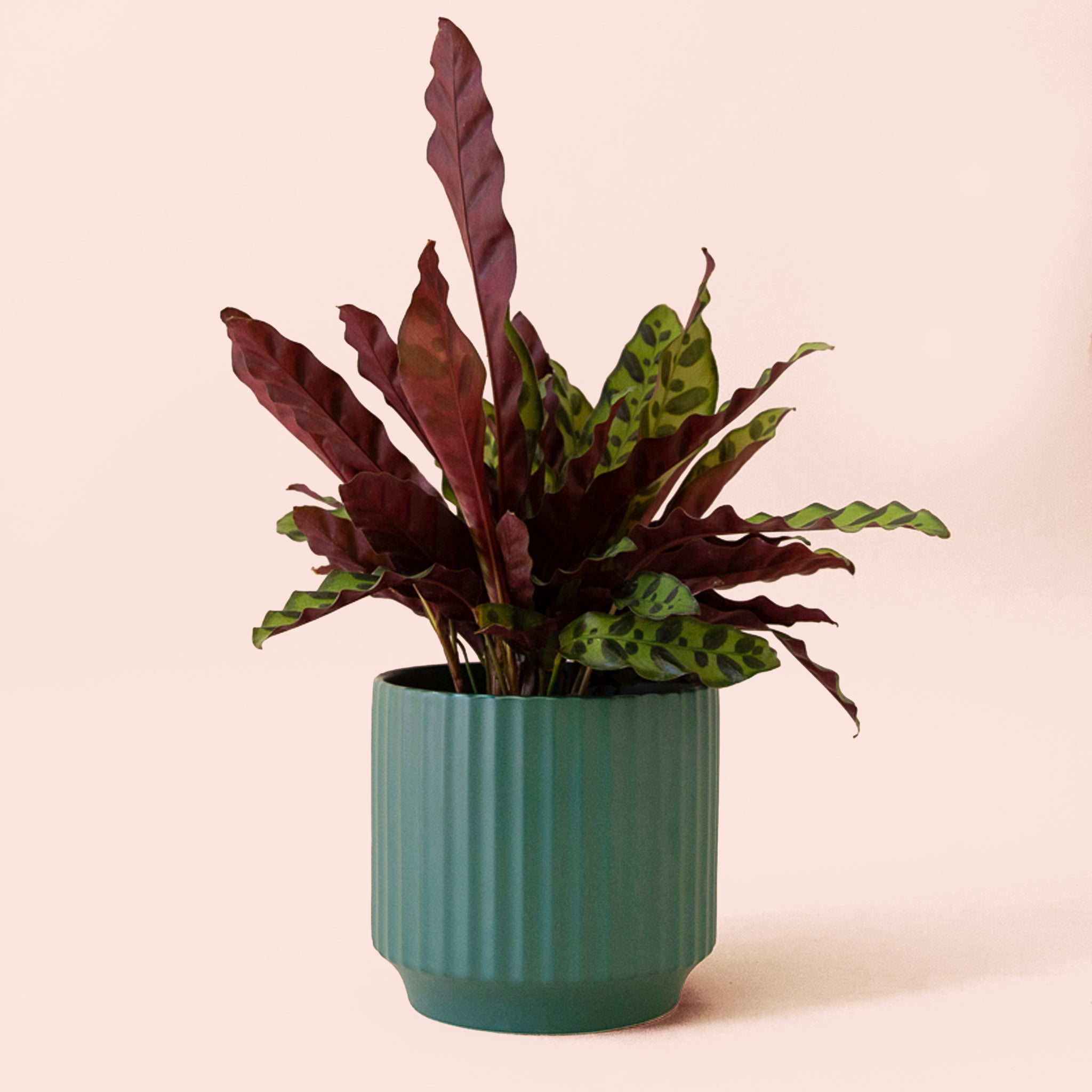 Calathea Lancifolia | Rattlesnake Plant