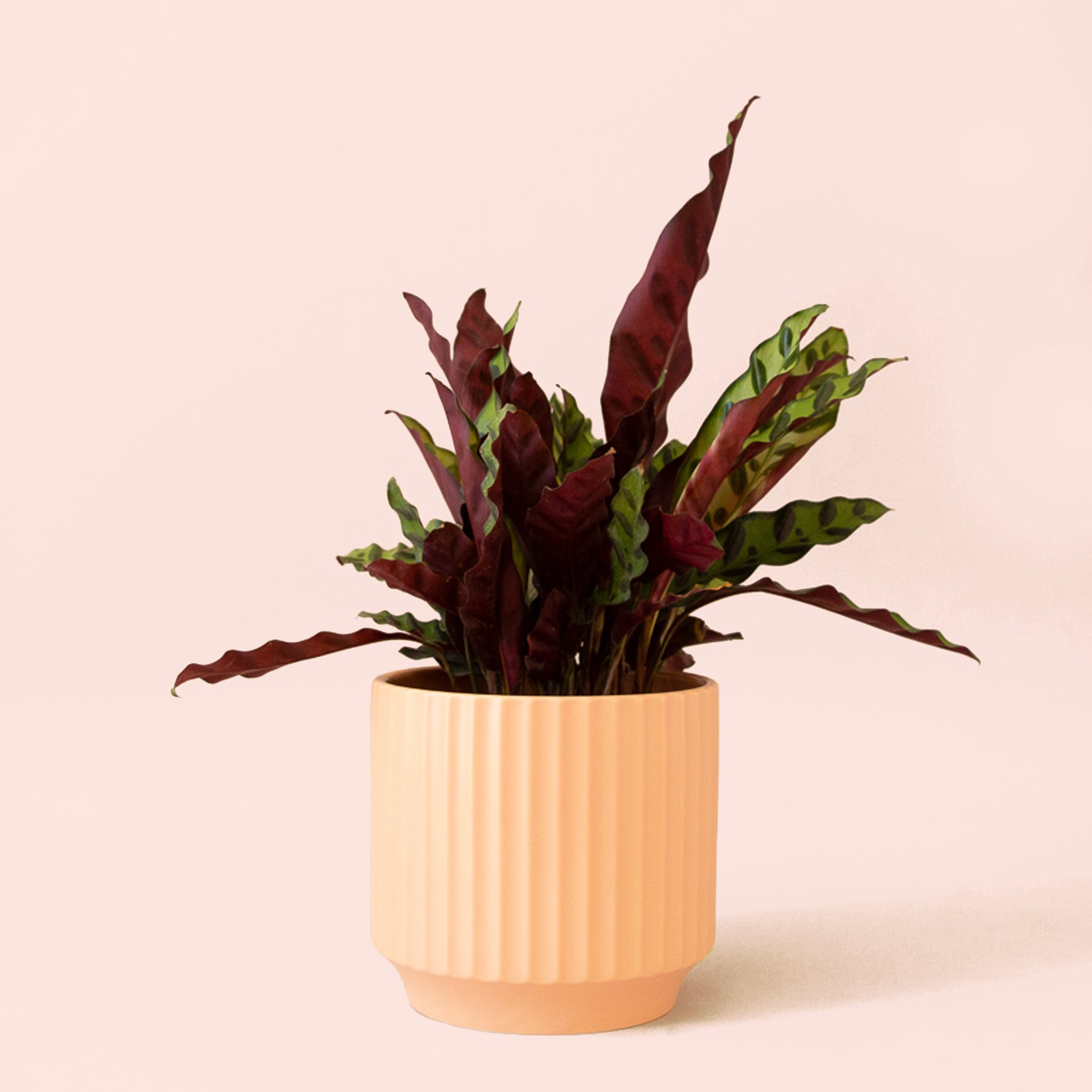 Calathea Lancifolia | Rattlesnake Plant