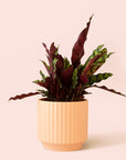 Calathea Lancifolia | Rattlesnake Plant