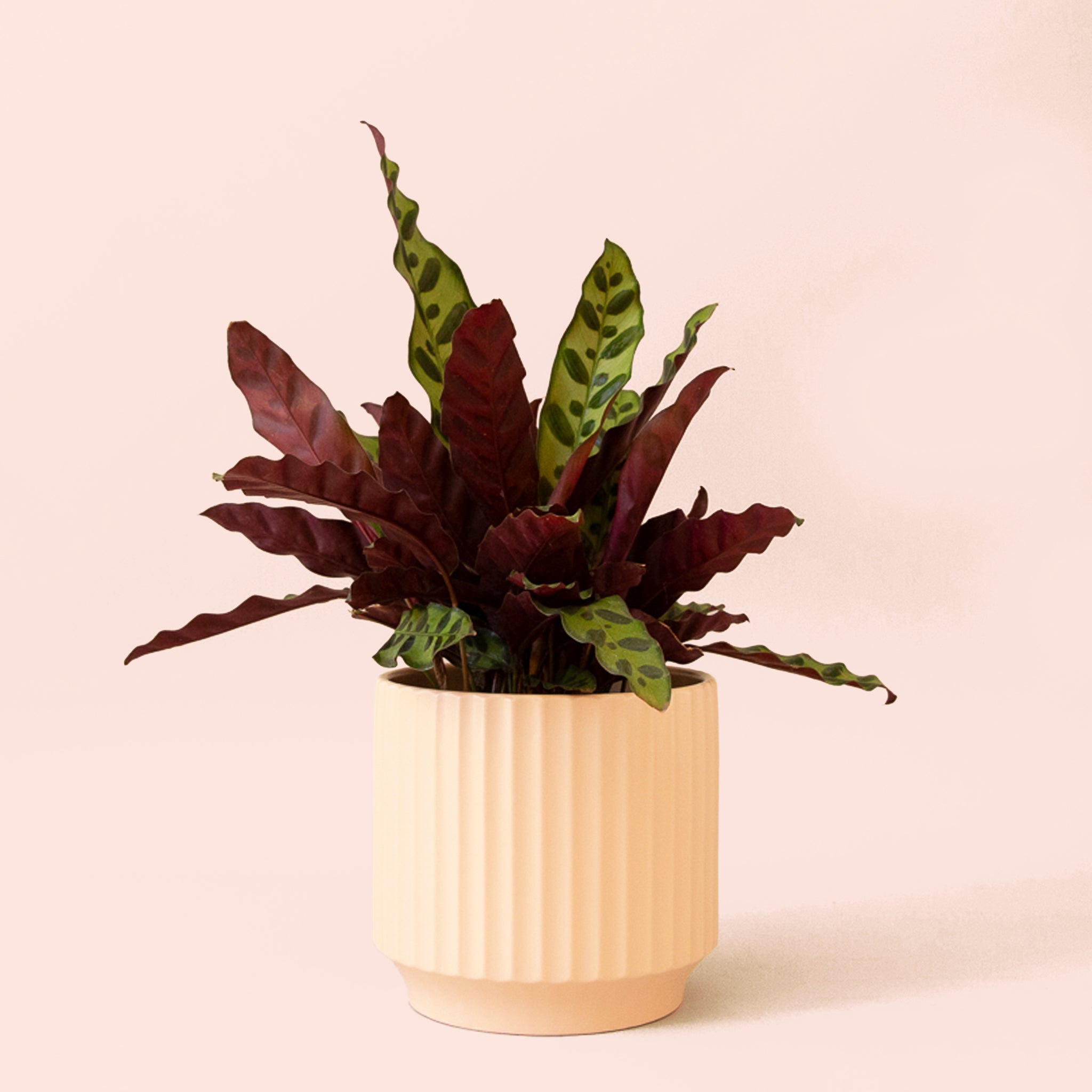 Calathea Lancifolia | Rattlesnake Plant