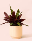 Calathea Lancifolia | Rattlesnake Plant