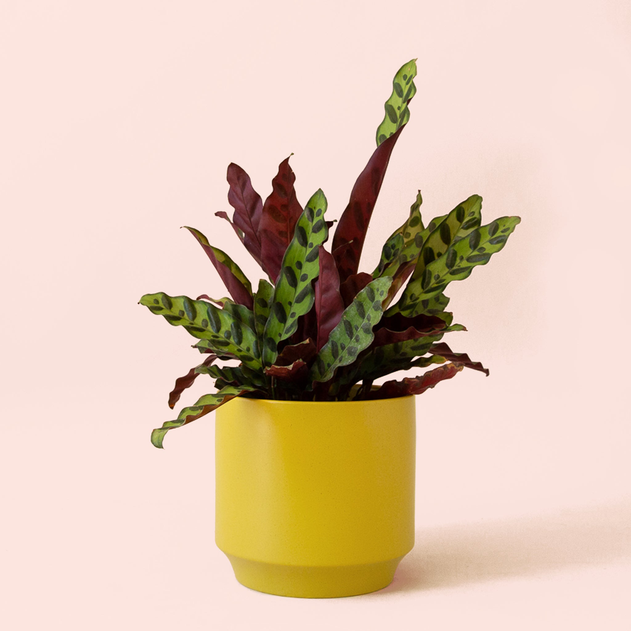 Calathea Lancifolia | Rattlesnake Plant