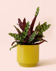 Calathea Lancifolia | Rattlesnake Plant