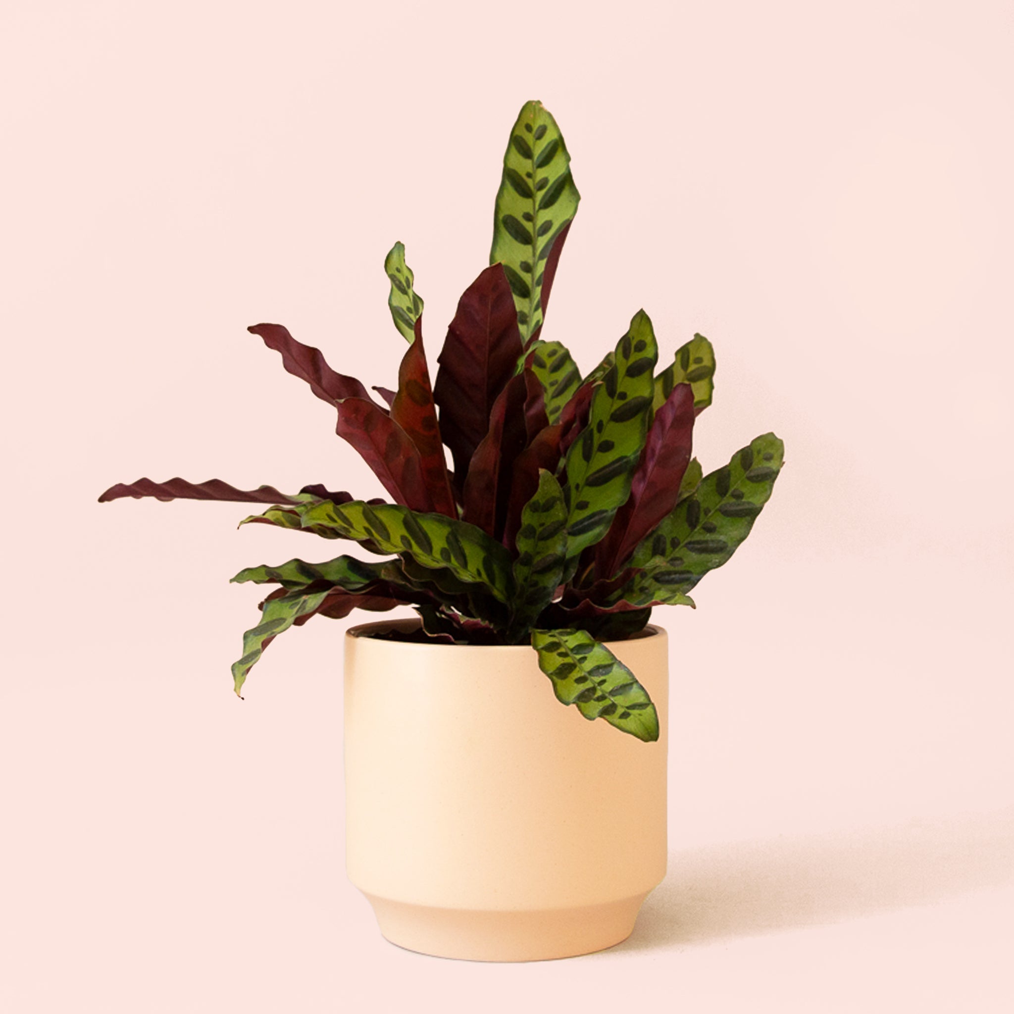 Calathea Lancifolia | Rattlesnake Plant