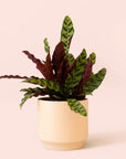 Calathea Lancifolia | Rattlesnake Plant