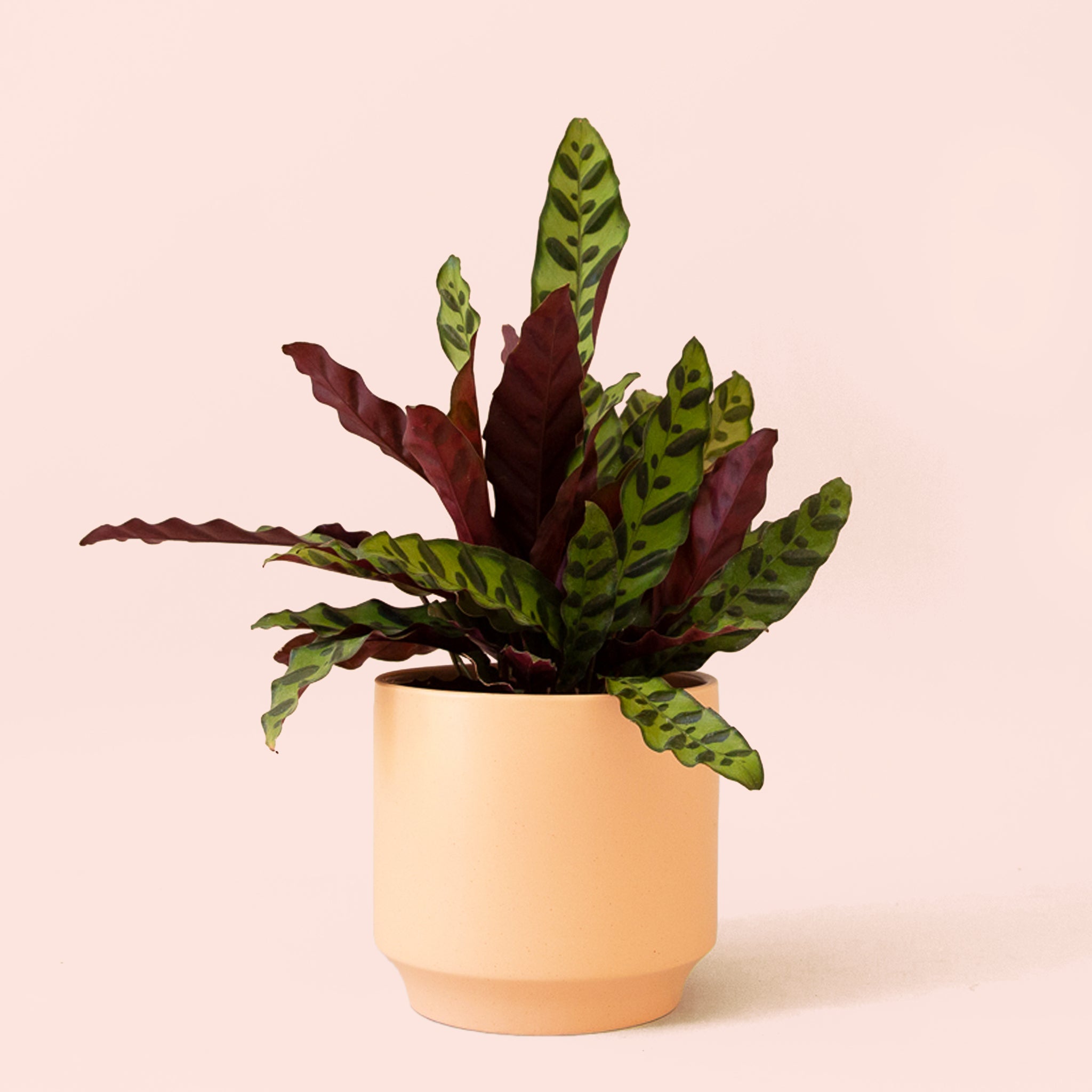 Calathea Lancifolia | Rattlesnake Plant