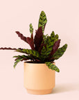 Calathea Lancifolia | Rattlesnake Plant