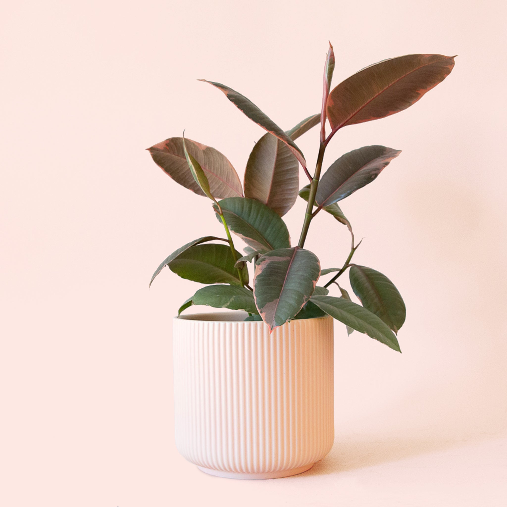 Ficus Elastica | Ruby