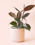 Ficus Elastica | Ruby