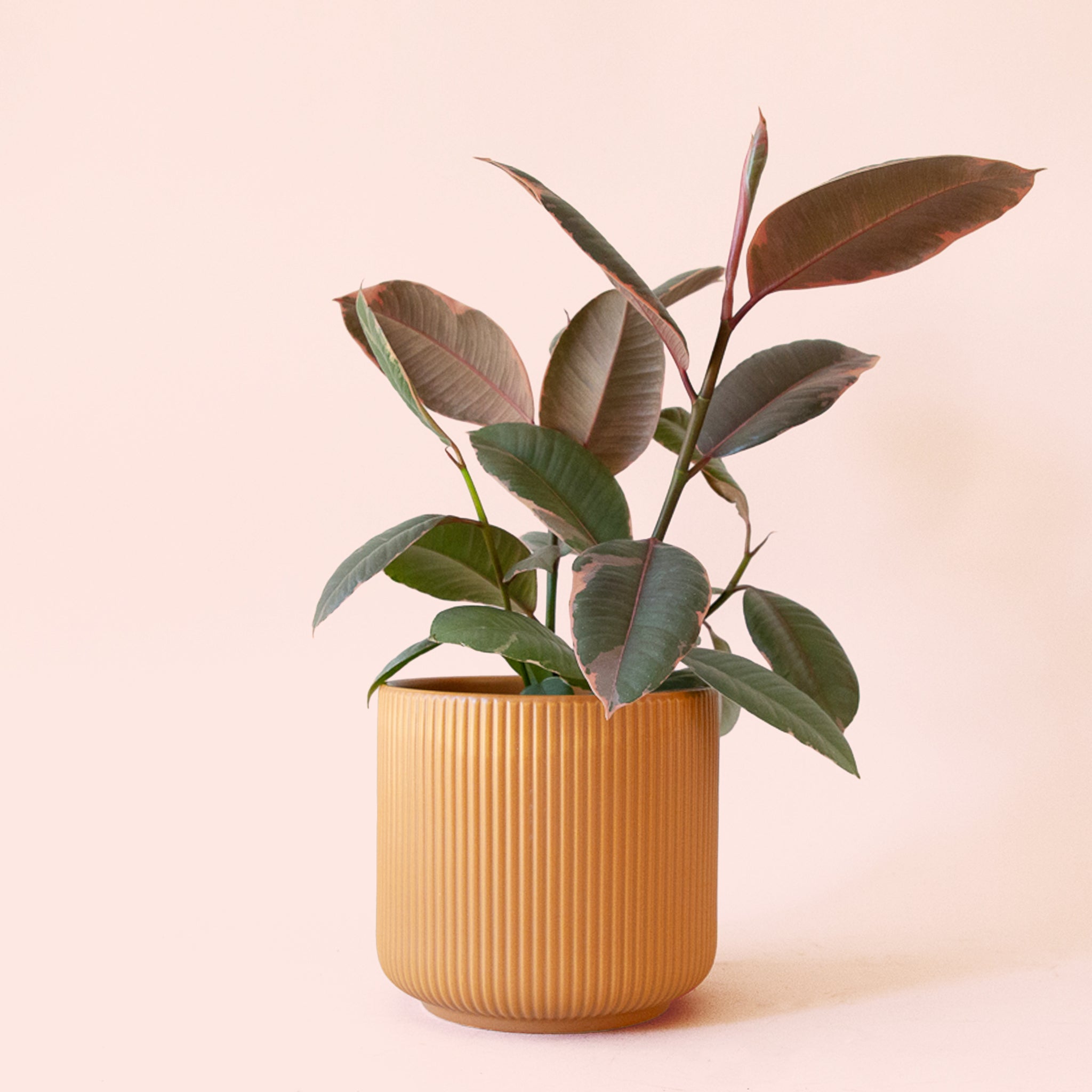 Ficus Elastica | Ruby