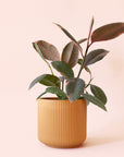 Ficus Elastica | Ruby