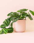 Maranta | Prayer Plant | Lemon Lime