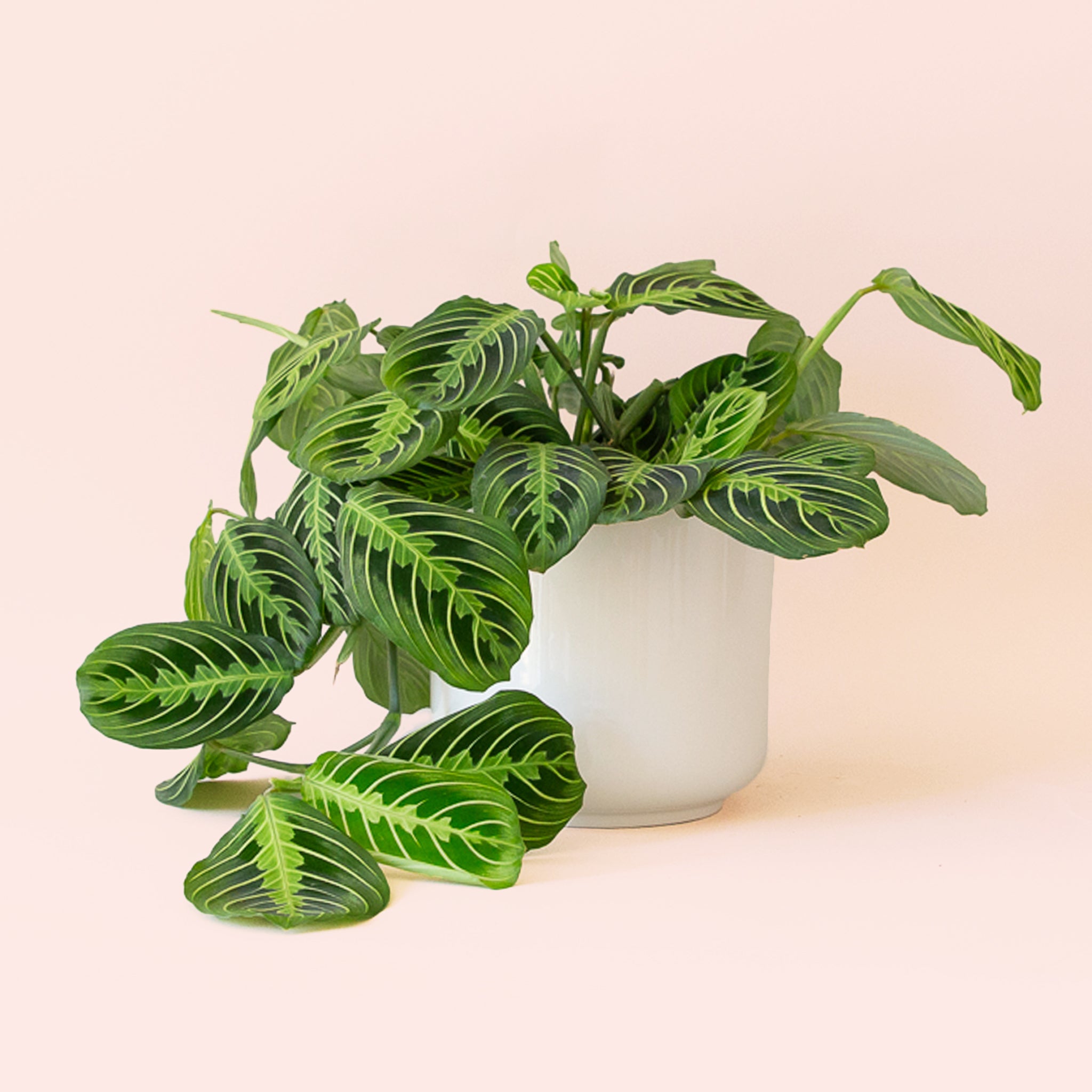 Maranta | Prayer Plant | Lemon Lime