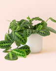 Maranta | Prayer Plant | Lemon Lime