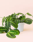 Maranta | Prayer Plant | Lemon Lime