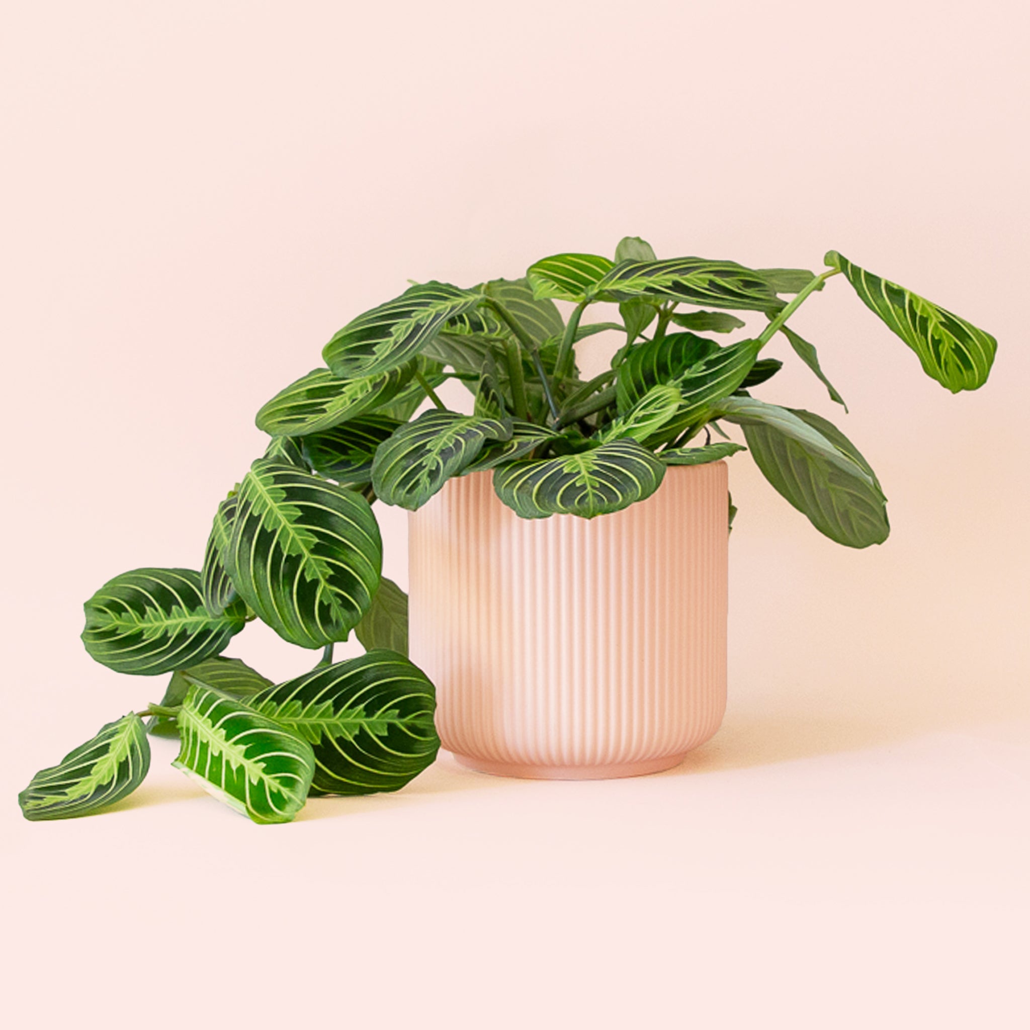 Maranta | Prayer Plant | Lemon Lime