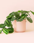 Maranta | Prayer Plant | Lemon Lime