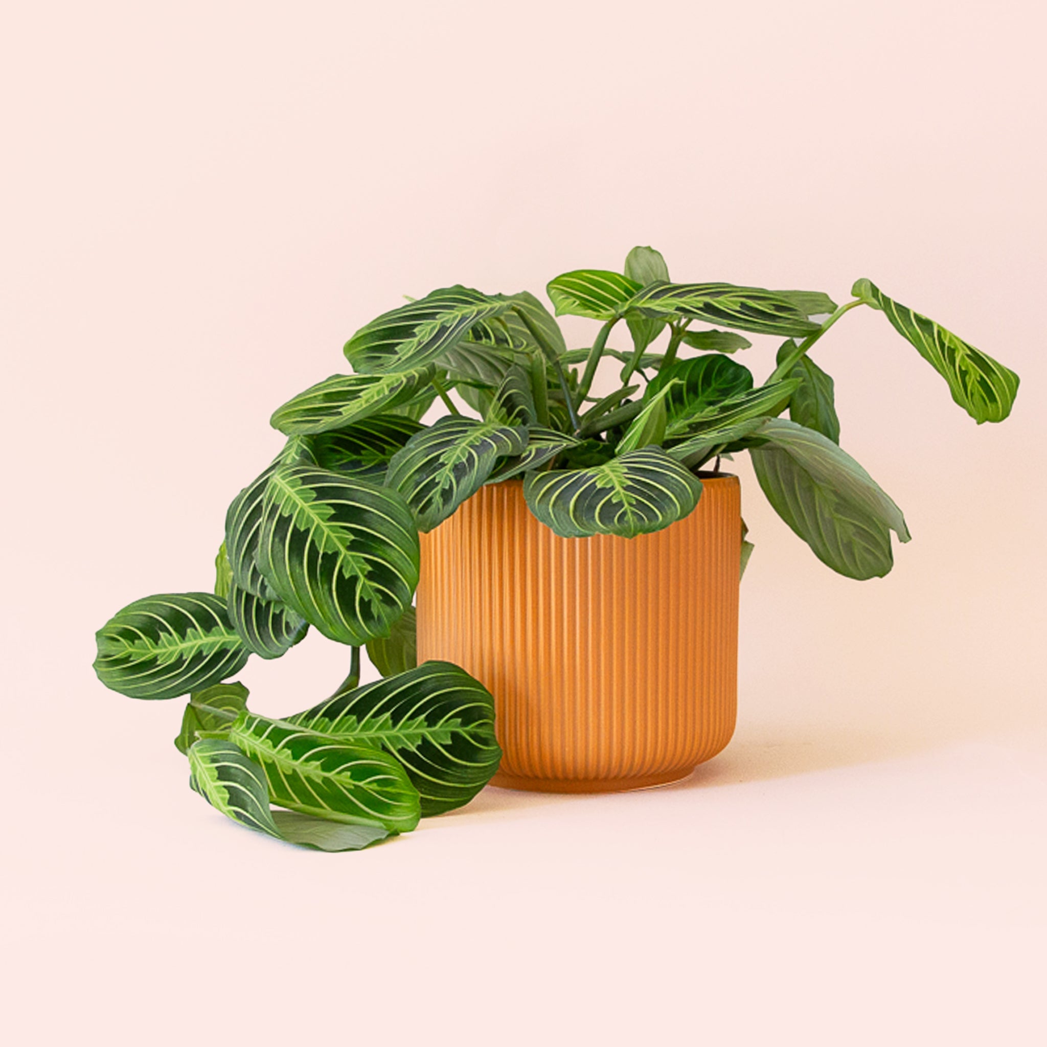 Maranta | Prayer Plant | Lemon Lime