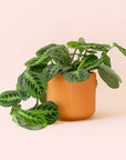 Maranta | Prayer Plant | Lemon Lime