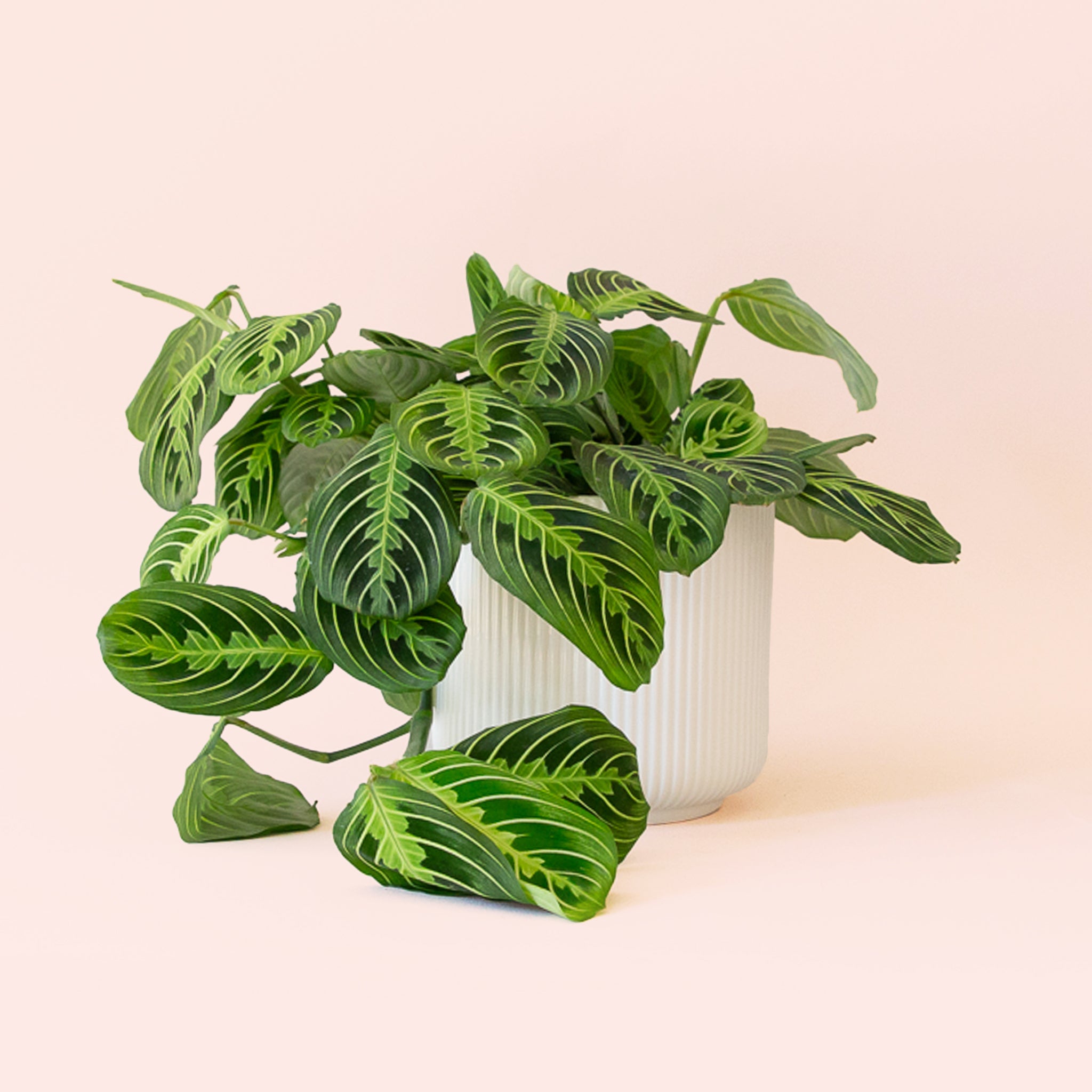 Maranta | Prayer Plant | Lemon Lime