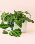 Maranta | Prayer Plant | Lemon Lime