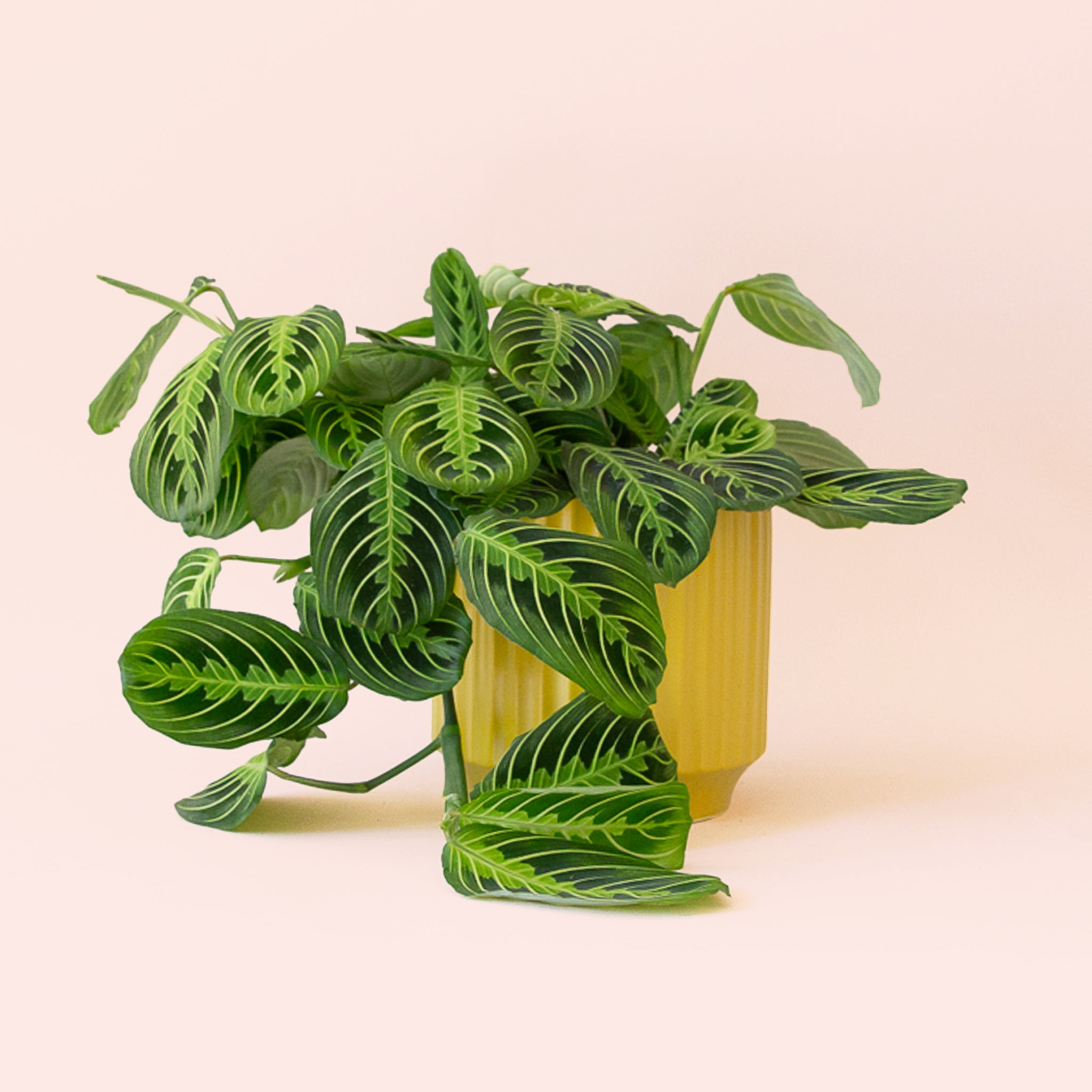 Maranta | Prayer Plant | Lemon Lime