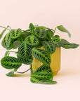 Maranta | Prayer Plant | Lemon Lime