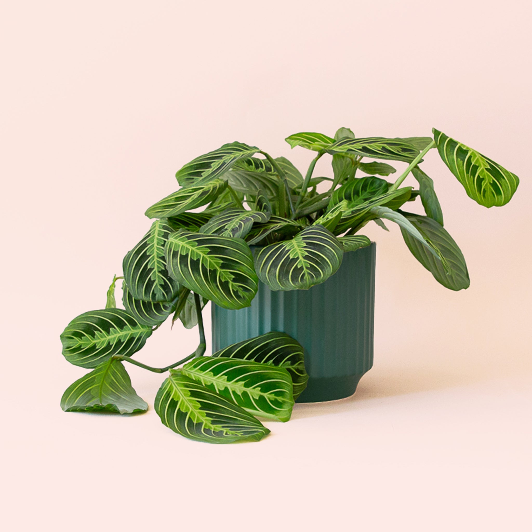 Maranta | Prayer Plant | Lemon Lime