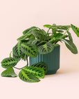 Maranta | Prayer Plant | Lemon Lime