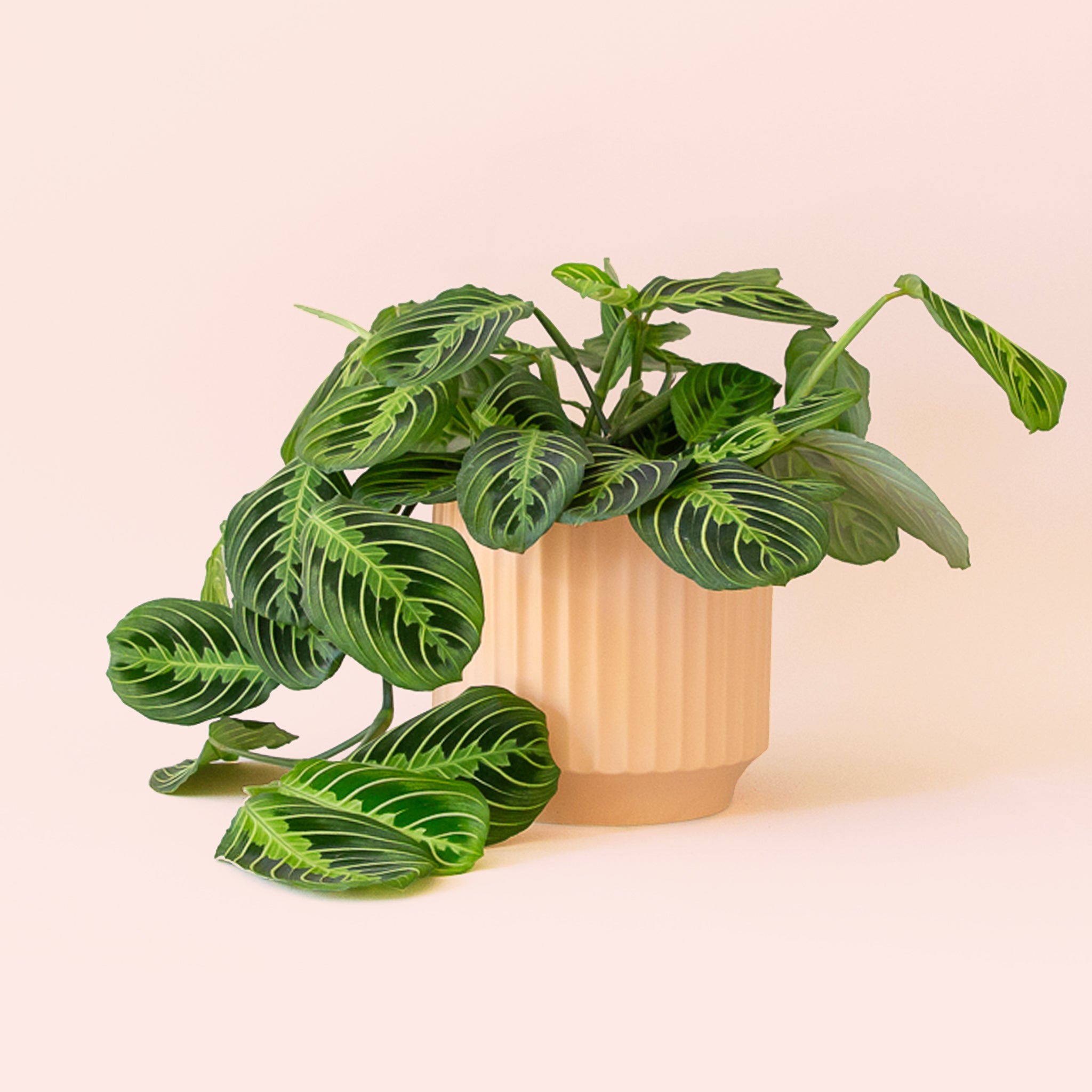 Maranta | Prayer Plant | Lemon Lime